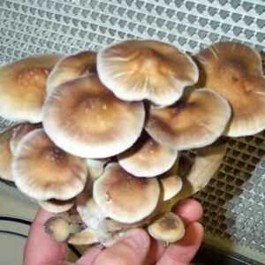 Acquista Psilocybe Cubensis B +