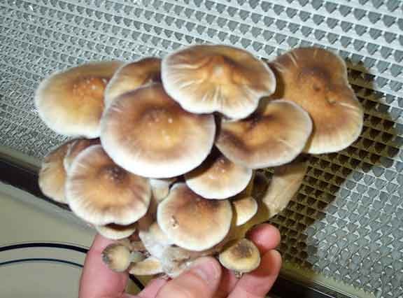 Acquista Psilocybe Cubensis B +
