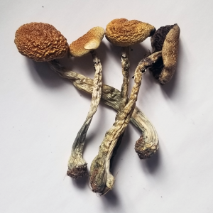 Funghi dorati dell'insegnante